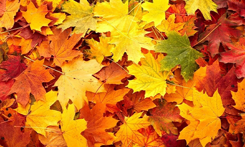 Oktober, de Woonmaand!